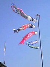 koinobori