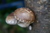 Shiitake